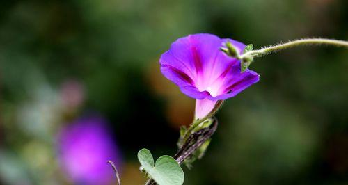 牵牛花象征什么？牵牛花的花语和文化意义是什么？