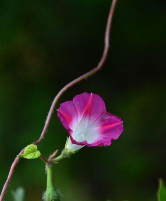 牵牛花象征着什么？它的花语和文化意义是什么？