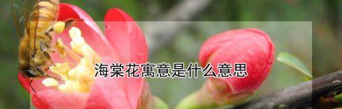 日本海棠花花语是什么？如何用它表达情感？