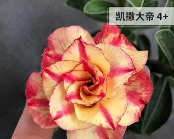 沙漠玫瑰花语是什么？如何正确解读沙漠玫瑰的花语含义？