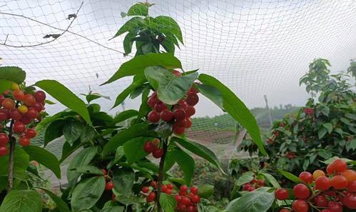 广西适合种植车厘子树吗？种植条件和注意事项是什么？