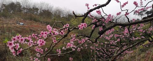 桃花的含义是什么？桃花的特点有哪些？