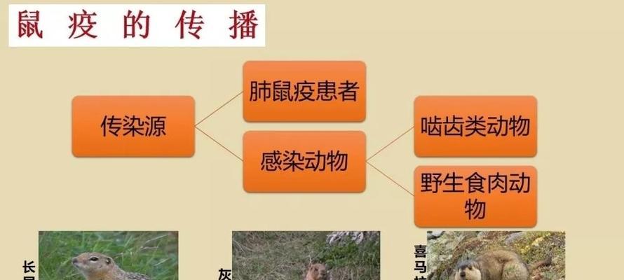 龟背竹炭疽病怎么引起的？有效治疗方法有哪些？