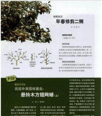 桂花病虫害防治技术有哪些？如何有效应对桂花病虫害？