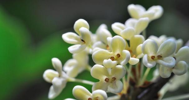 桂花的花期是什么时候？如何确定最佳赏花时间？