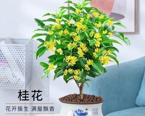 室内养桂花可行吗？如何正确养护桂花？