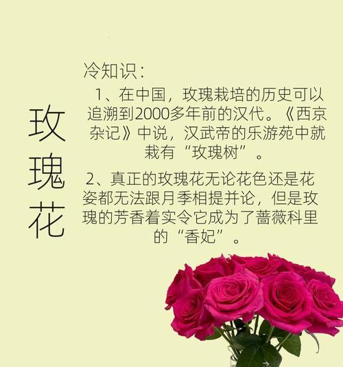 玫瑰与郁金香各自代表什么意思？