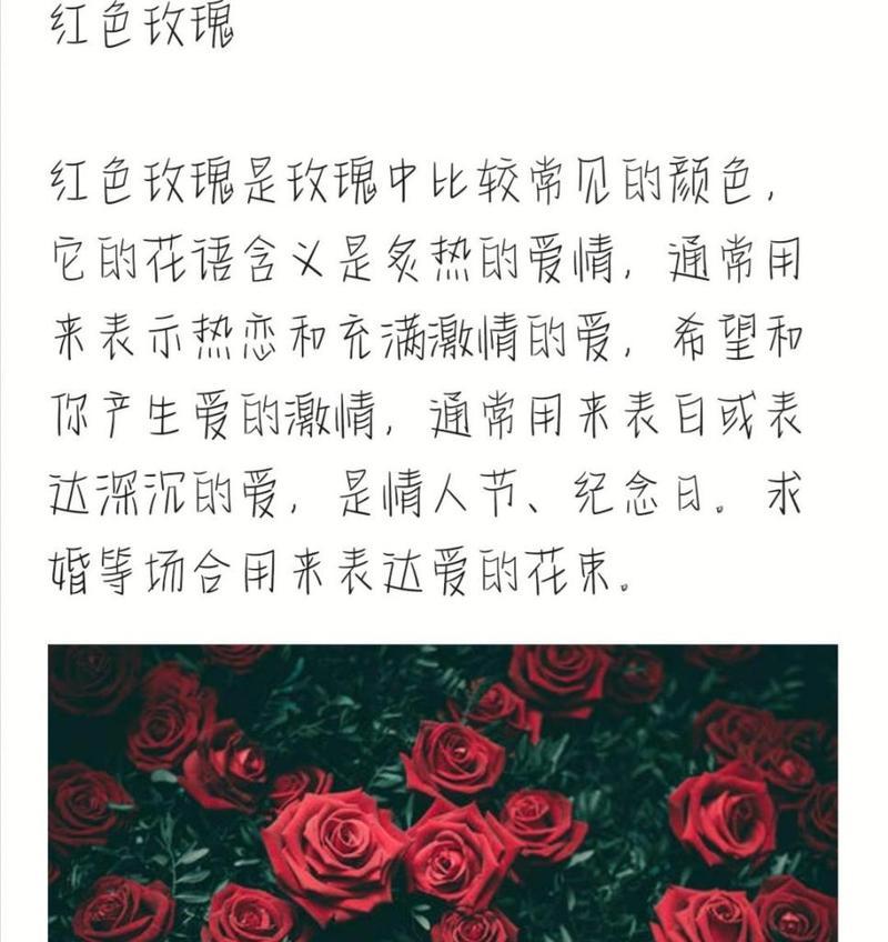 两支红玫瑰的花语是什么？代表了什么情感？