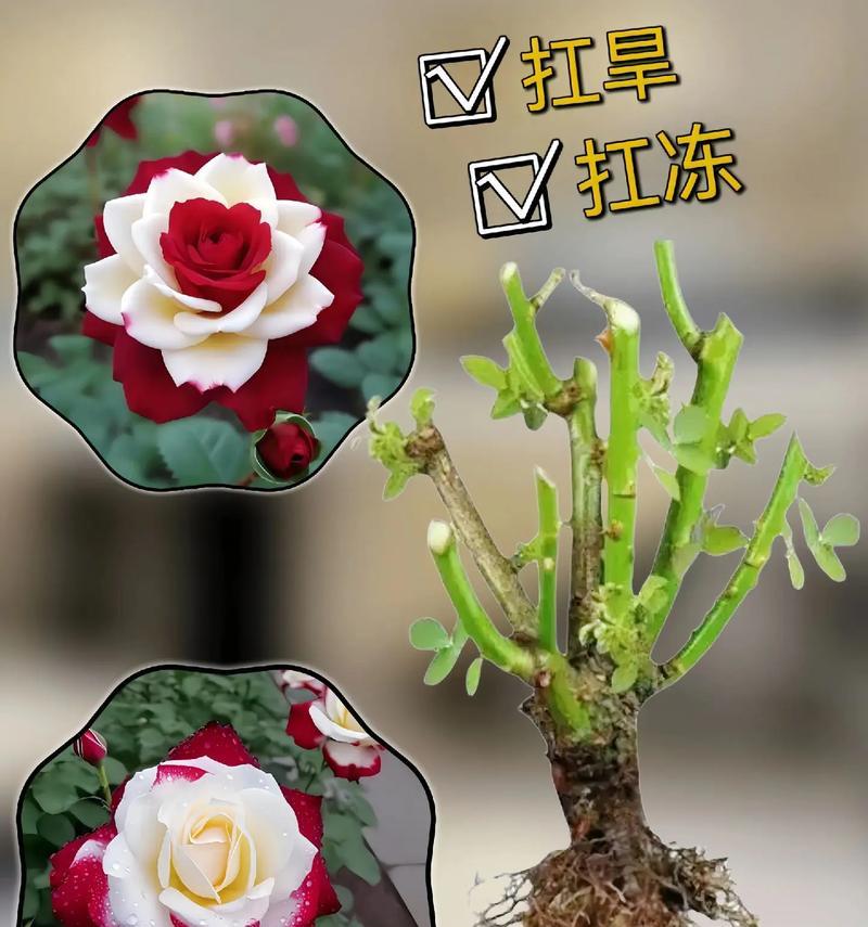 两支红玫瑰的花语是什么？代表了什么情感？