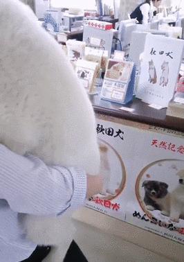 秋田犬幼犬3个月大时每天需要多少狗粮？