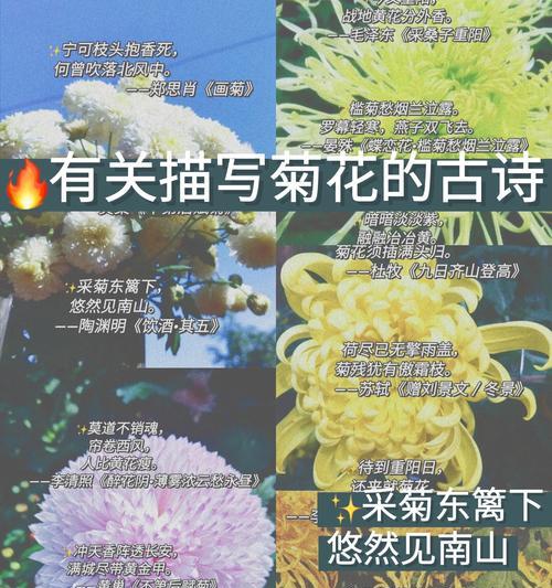 50字描述菊花的句子有哪些？图片短句如何表达？