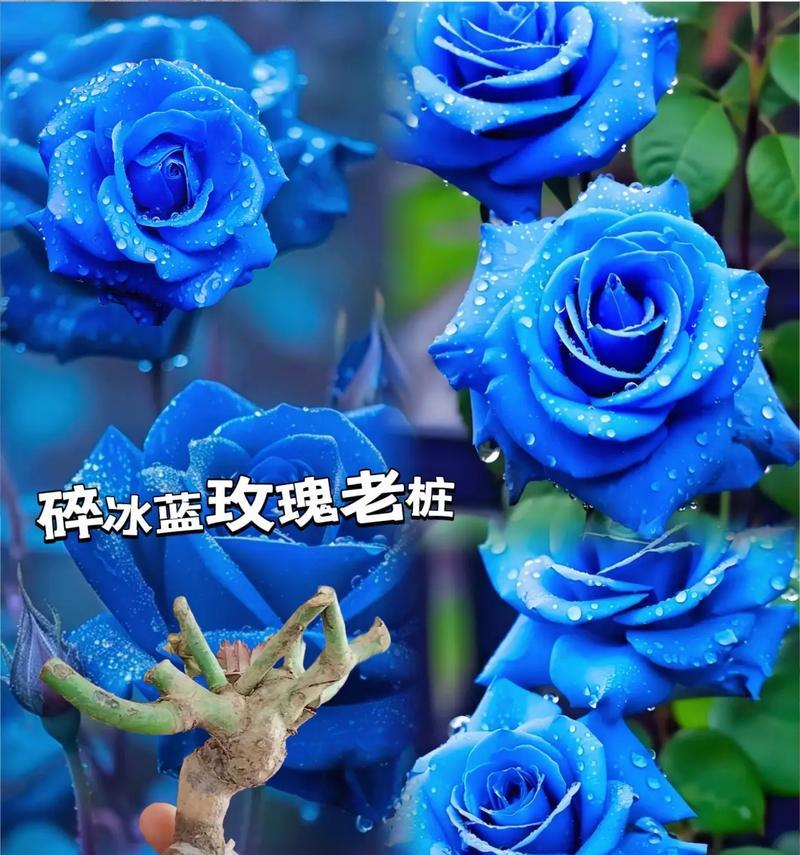 213朵玫瑰花的含义是什么？