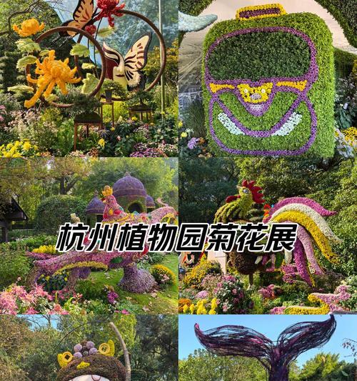 杭州菊花展都有哪些菊花品种