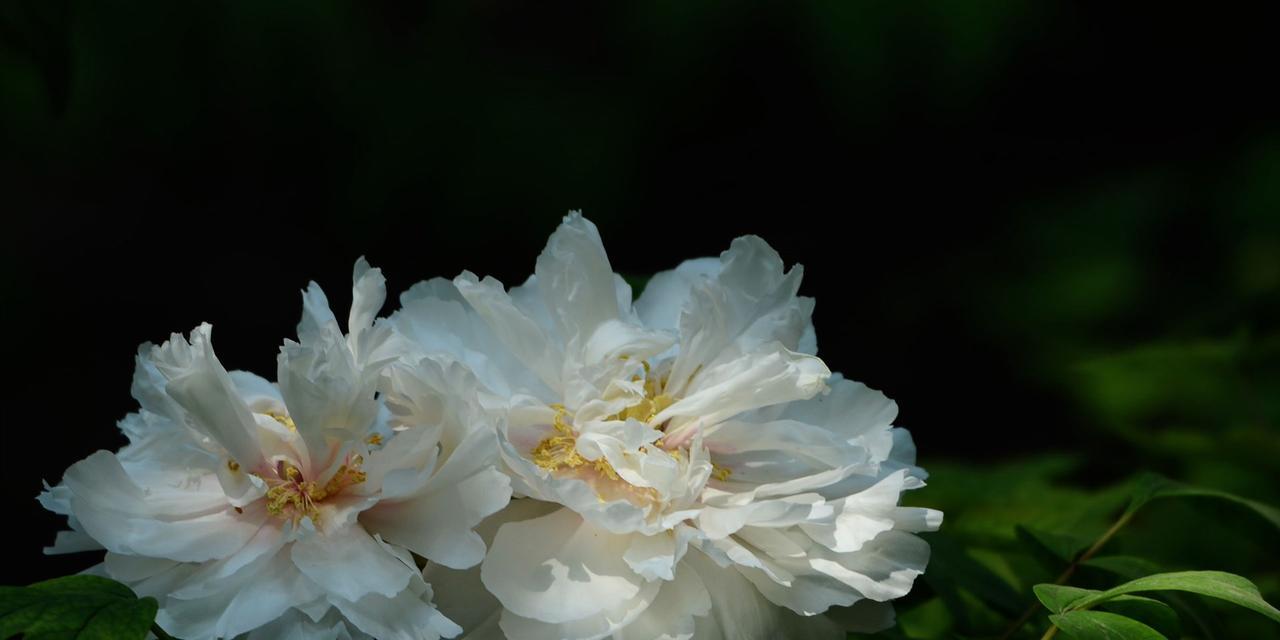 牡丹花高清风景壁纸