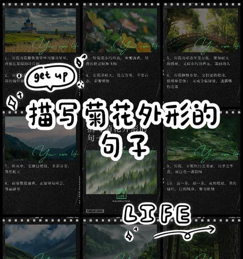 如何用50字左右写菊花介绍？句子怎么写才好？