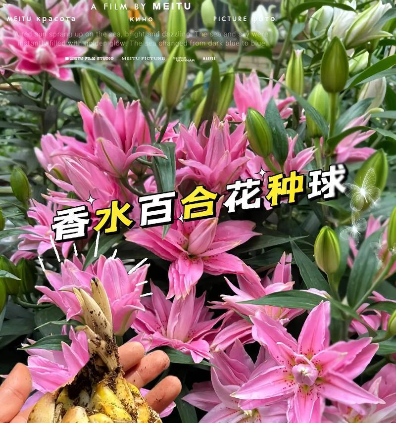 百合花与玫瑰花混搭的花语是什么？如何解读这一组合？