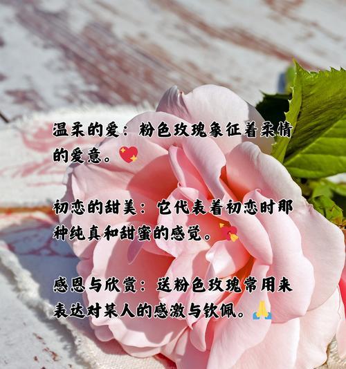 19朵粉玫瑰的花语是什么？