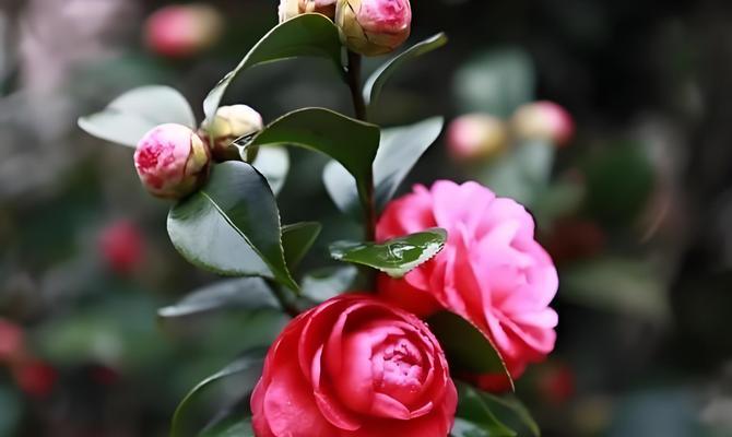 茶花嫁接月季花能活吗几年寿命合适