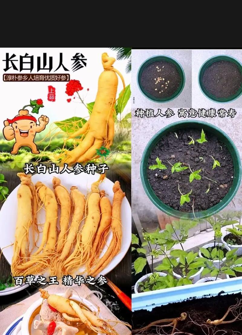 家庭园艺中哪些植物适合撒种？