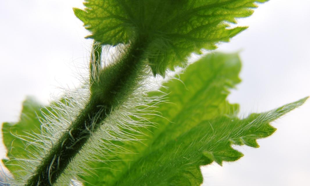 那种植物掐出会有毛毛？这种植物的名称和特性是什么？