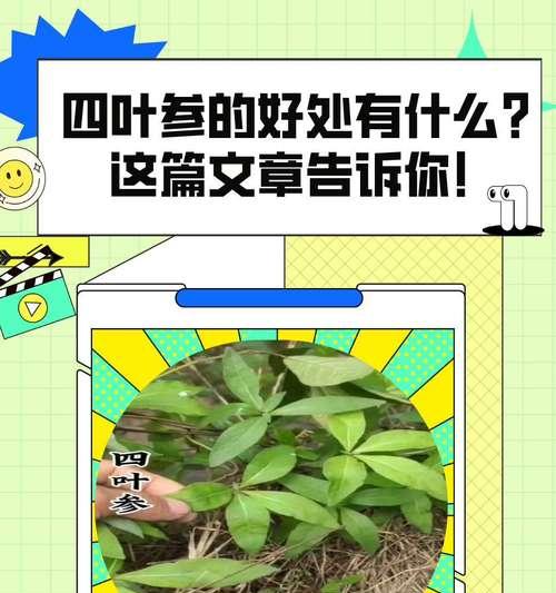 哪些室内植物对人体有益？它们有哪些健康益处？