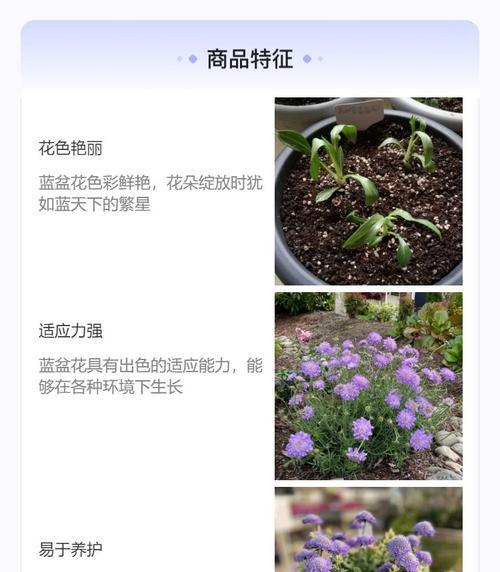 春季有哪些观花植物推荐？它们的花期是什么时候？