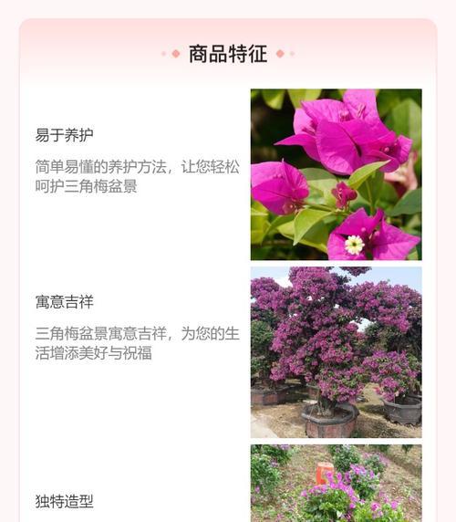 春季有哪些观花植物推荐？它们的花期是什么时候？