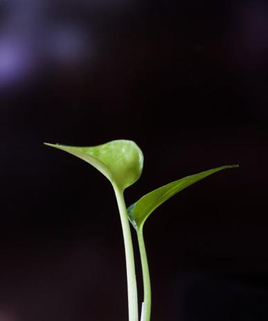 植物黑色的是什么？常见黑色植物有哪些？