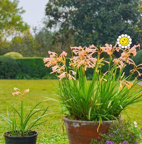 安徽室内花卉种植指南？哪些花卉最适宜？