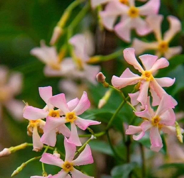 哪种花代表后悔？送这种花有什么特别含义？