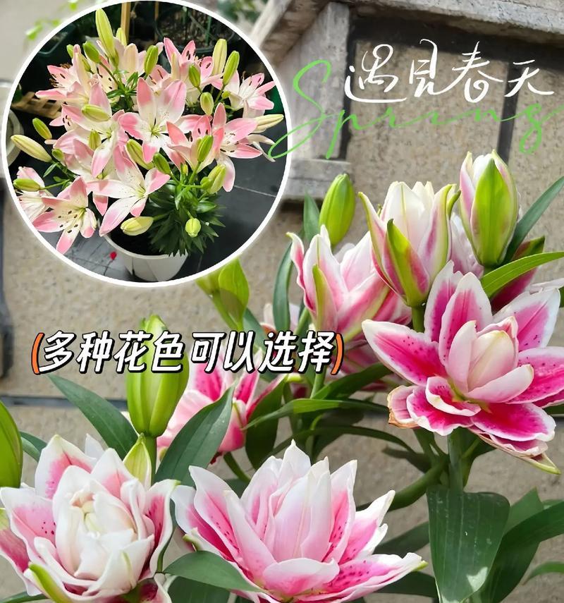 百合花语背景音乐纯音乐的名称是什么？