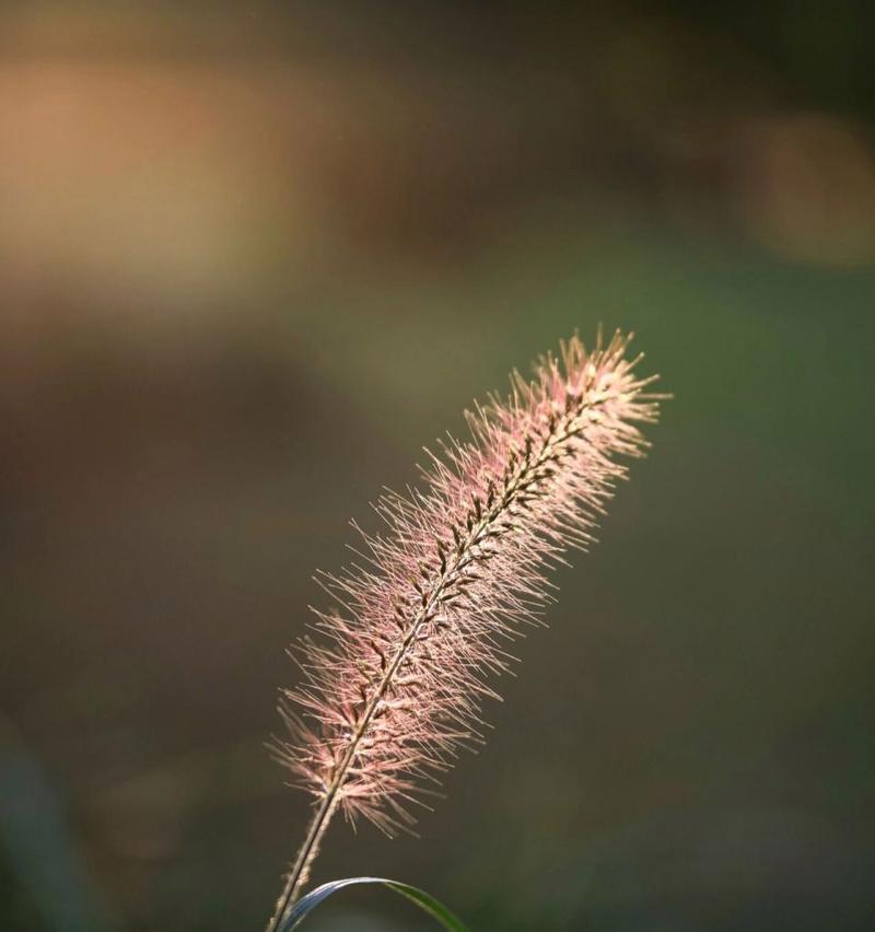 狗尾巴草花语是什么？狗尾巴草在民间传说中的意义是什么？