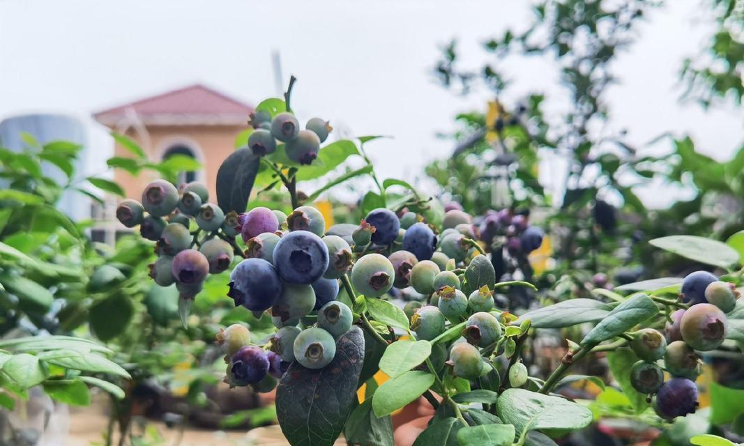 盆栽中有哪些类似蓝莓的植物？它们的养护方法是什么？