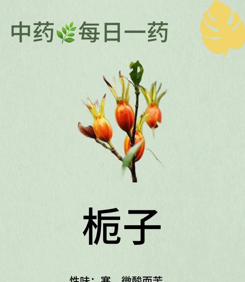 栀子花的花语是什么？栀子花在花语中代表什么？