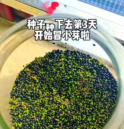 鱼缸植物种植需要什么土壤？如何选择合适的介质？