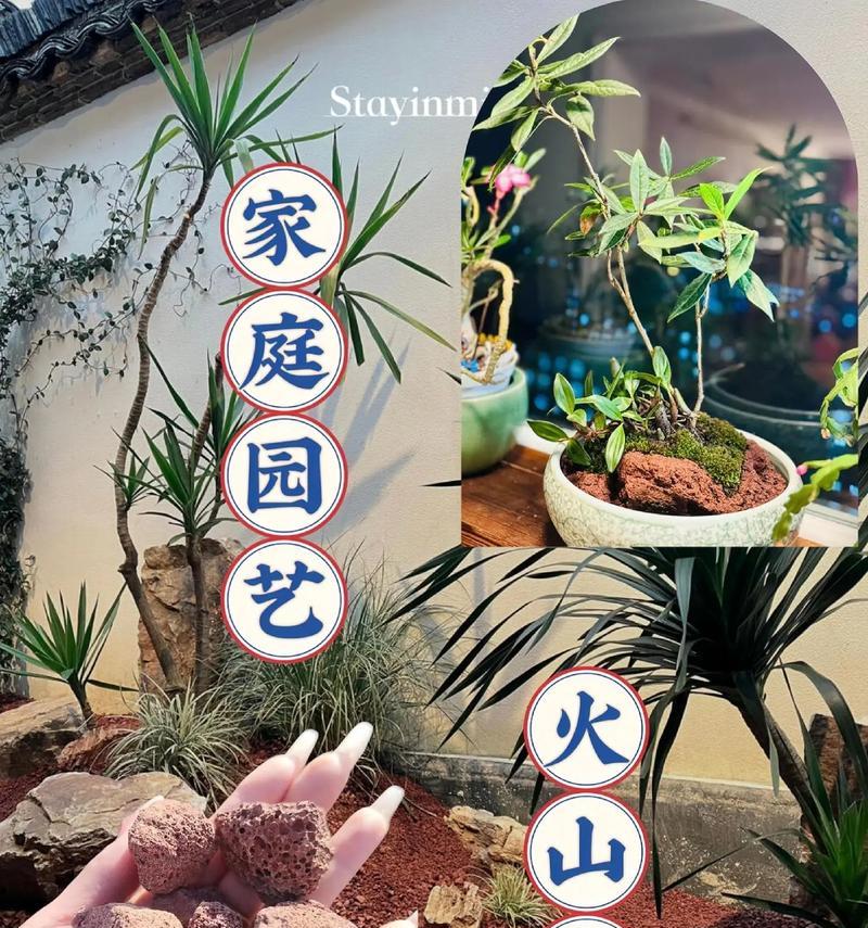 鱼缸植物种植需要什么土壤？如何选择合适的介质？