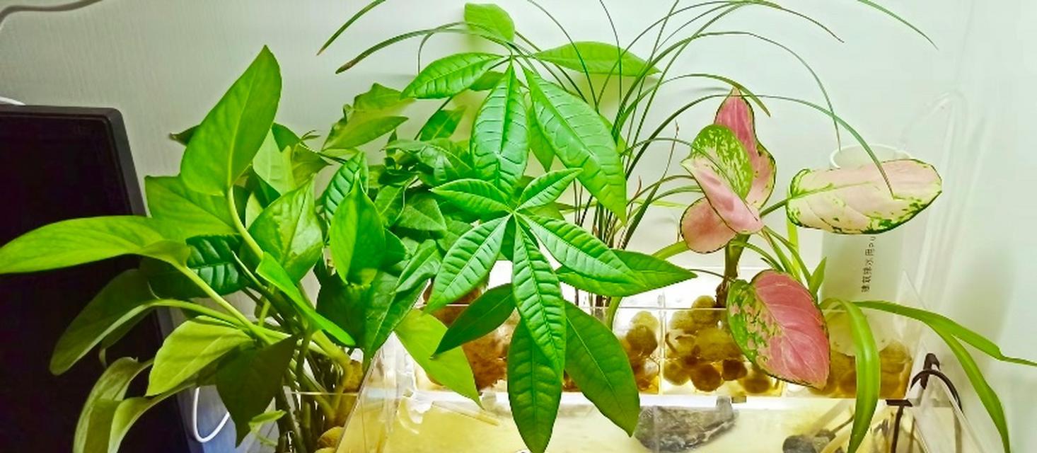 鱼缸植物种植需要什么土壤？如何选择合适的介质？