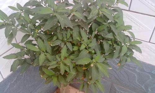 珊瑚豆盆栽与哪些植物不兼容？如何避免种植冲突？