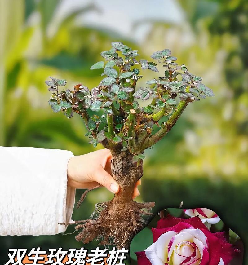 养玫瑰花寓意最佳的是什么？