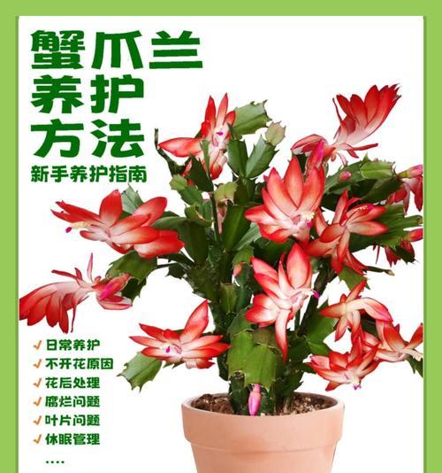 木本植物的养护方法是什么？需要注意哪些要点？