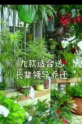 哪些花卉寓意招财纳福？送这些花卉有什么好处？