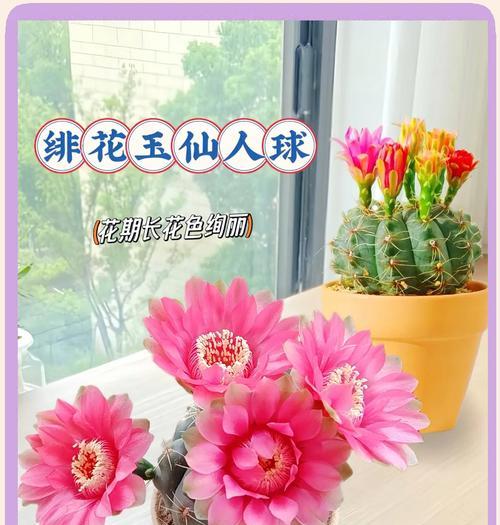 哪些花是叫做花卉？花卉的定义是什么？