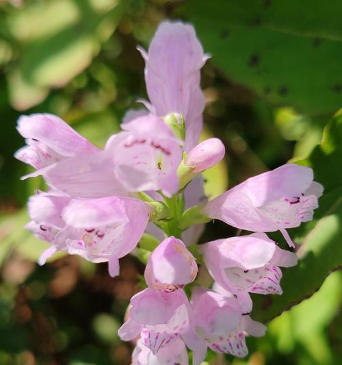 哪些花是叫做花卉？花卉的定义是什么？