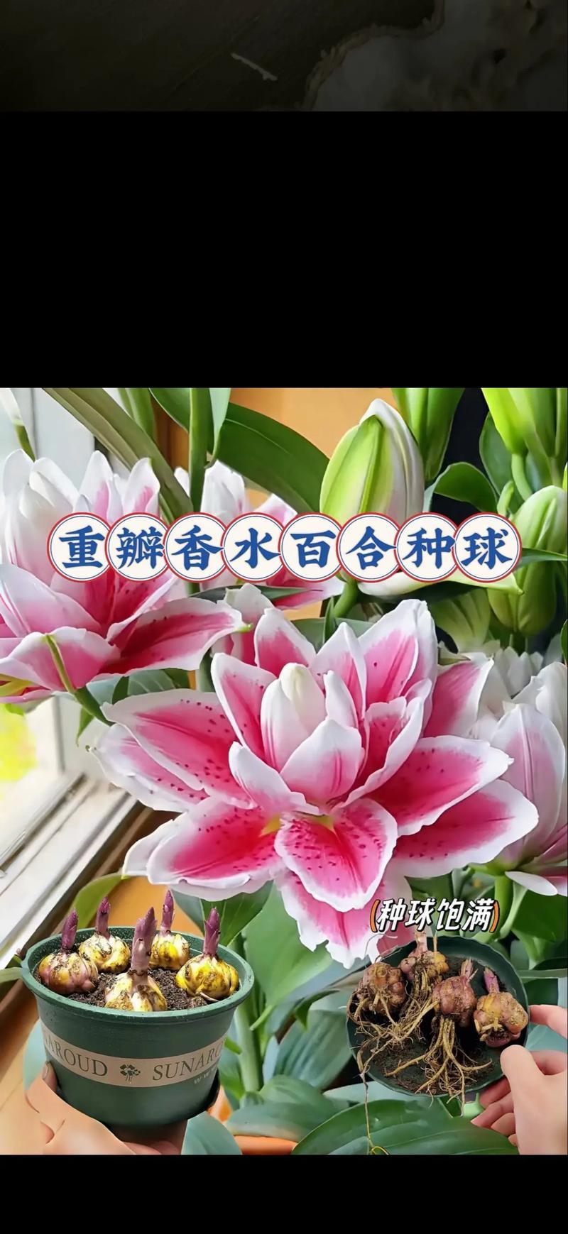 白色百合花的含义是什么？