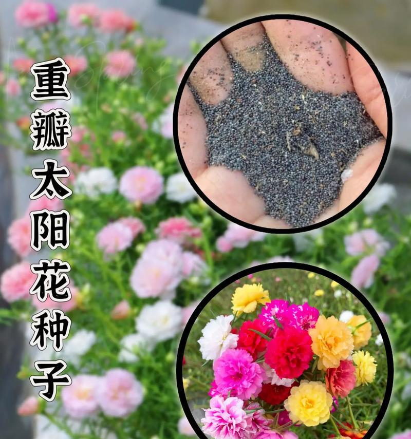 太阳花的花语代表什么？