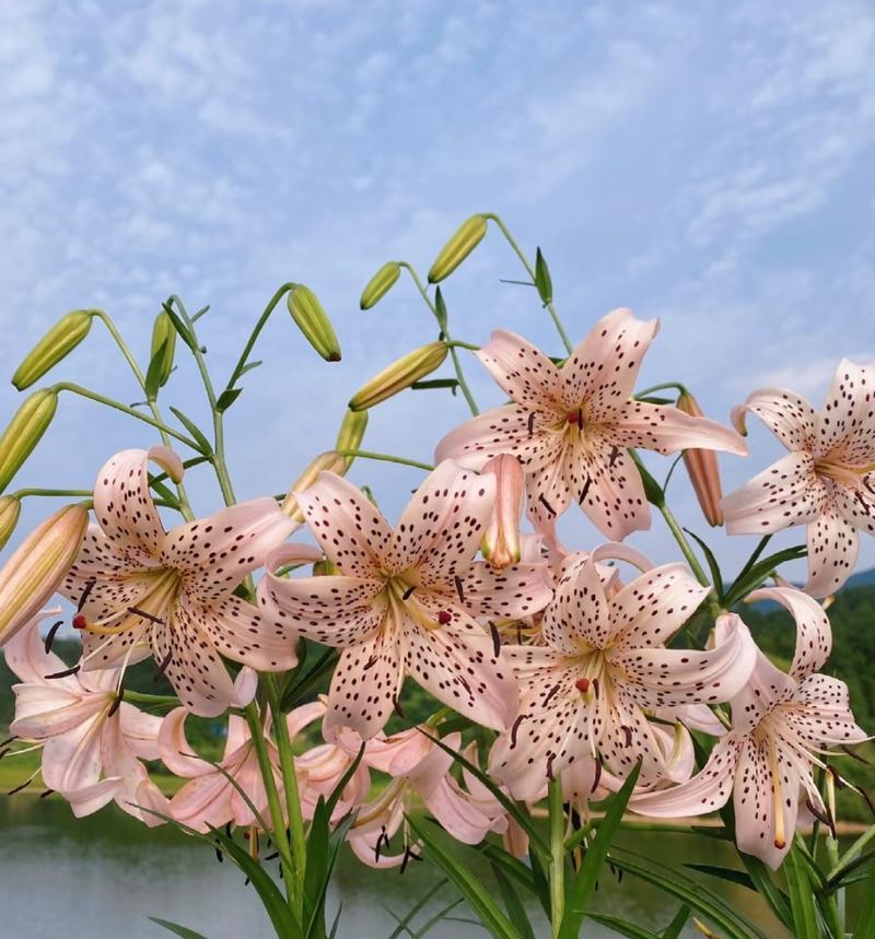 百合花的洒脱寓意是什么？