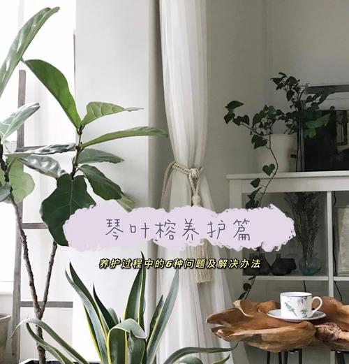 钢琴上适合摆放哪种盆栽植物？它们的养护要点是什么？