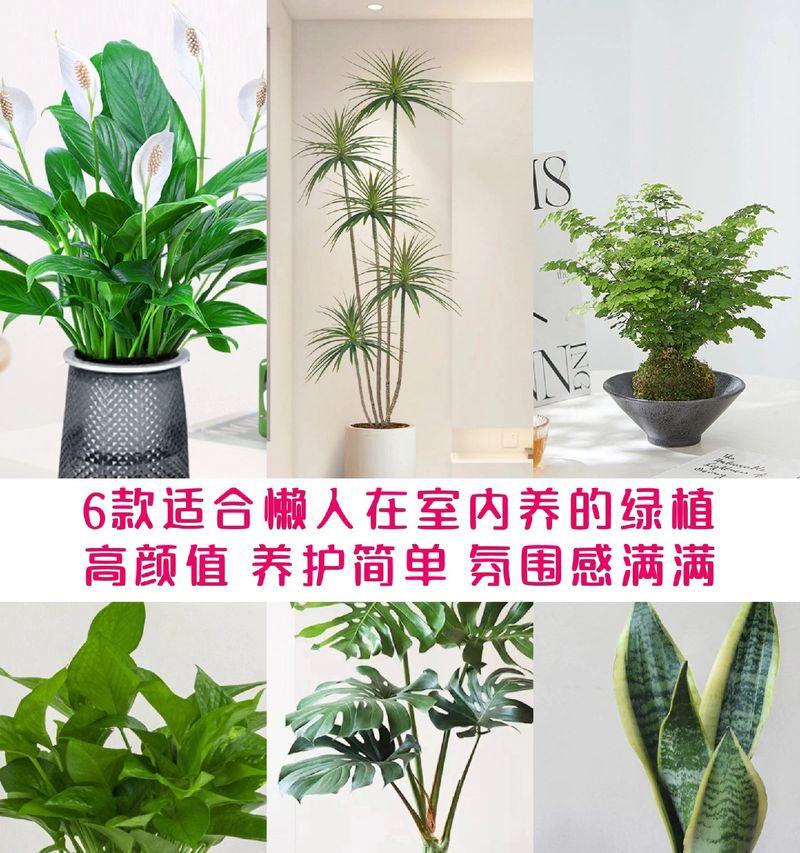 室内适合哪些好养的绿植花卉？如何打理？