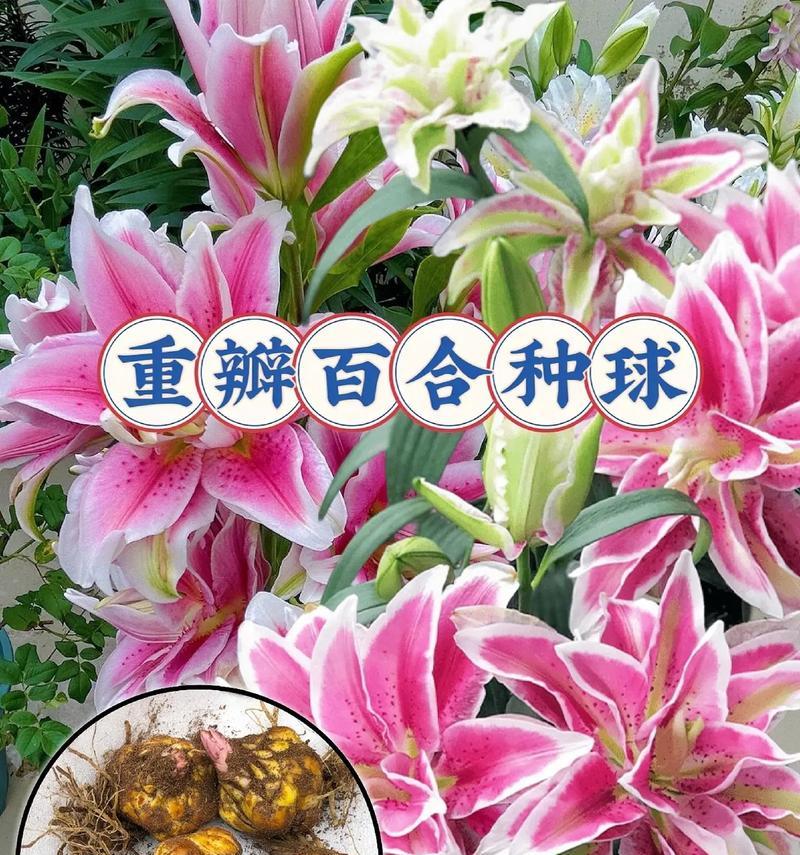 百合花香的解释和意思是什么？百合香味有何特殊含义？