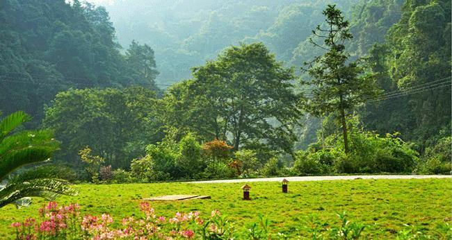 石狮生态湿地中有哪些植物种类？它们的生态价值是什么？